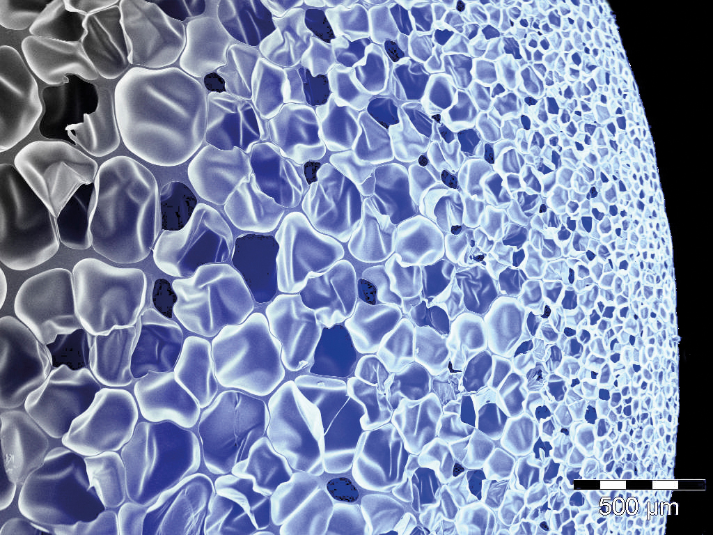 Die rasterelektronen-mikroskopische Aufnahme zeigt den BASF-Kunststoff mit seinen 30 bis 300 Mikrometer grossen geschlossenen Luftzellen.