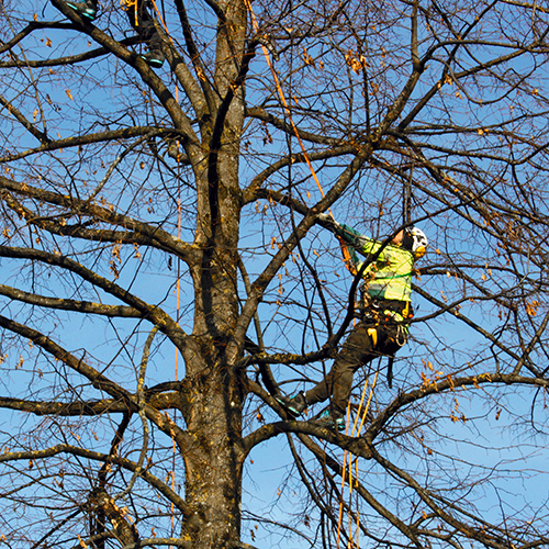 Baumkontrolle Auftakt k