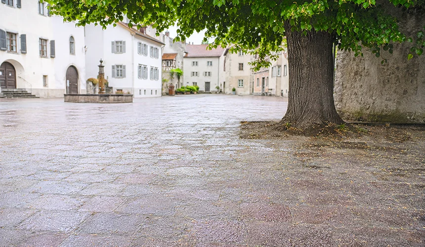 Expertenfrage Lindenbaum